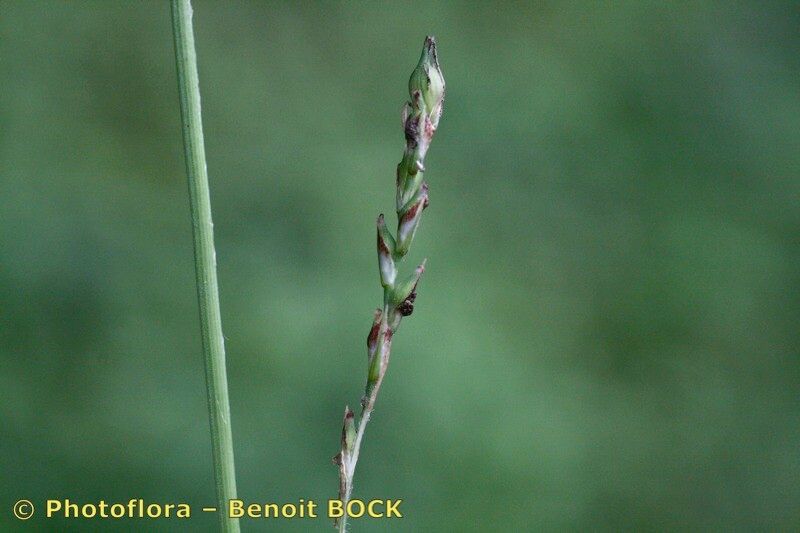 Taken May 15, 2007 by Photoflora - Benoit BOCK (©)