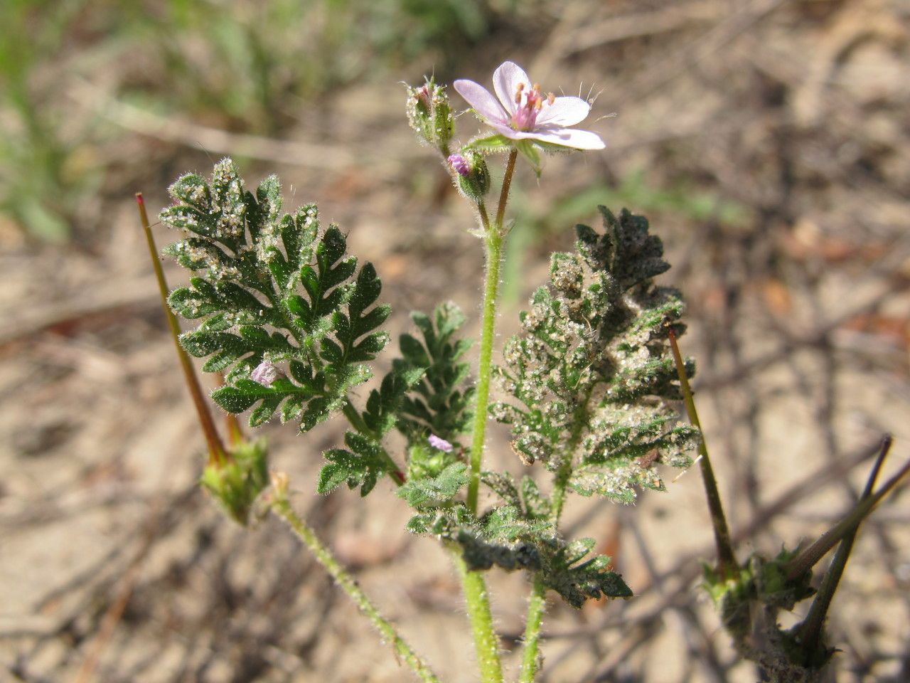 Taken Sep 8, 2012 by Tela Botanica − Hugues TINGUY (cc-by-sa)