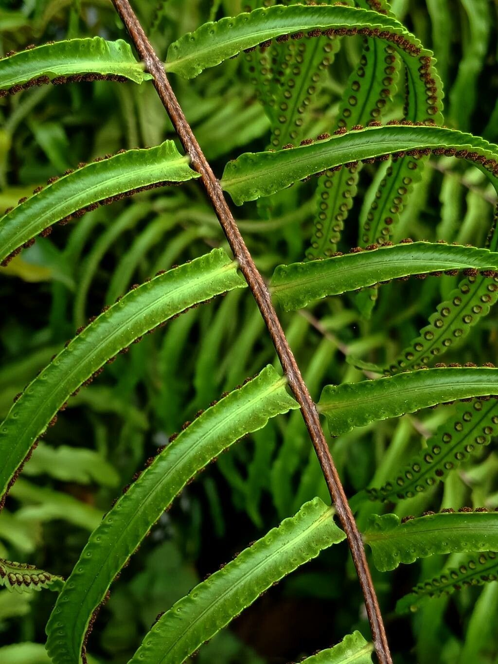 Nephrolepis brownii (Desv.) Hovenkamp & Miyam., Asian sword fern (World ...