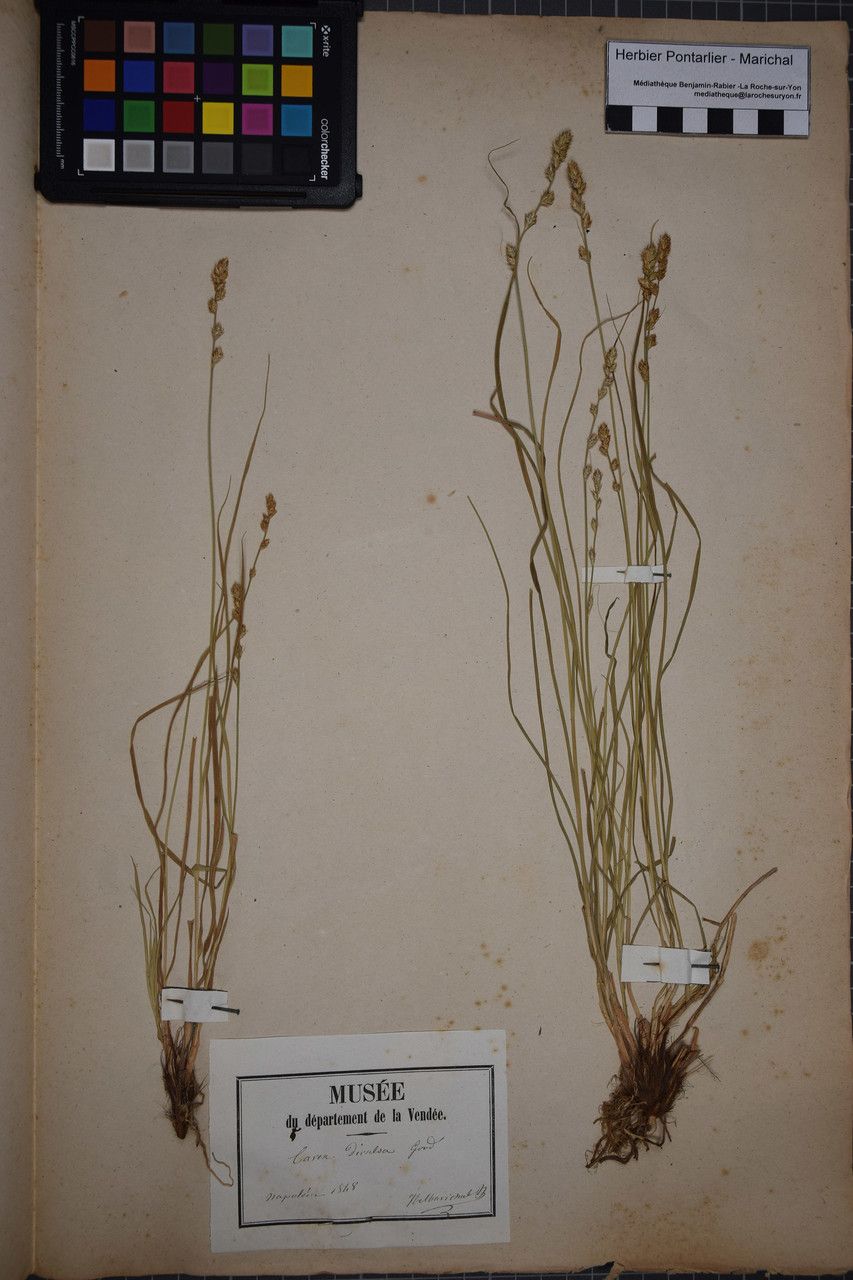 Taken May 31, 1854 by Tela Botanica − Herbier PONTARLIER-MARICHAL (cc-by-sa)