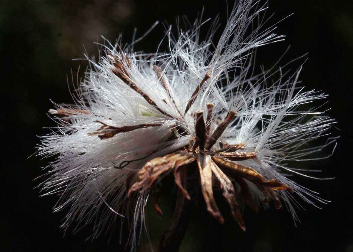 Taken Aug 21, 2014 by Tela Botanica − Liliane Roubaudi (cc-by-sa)