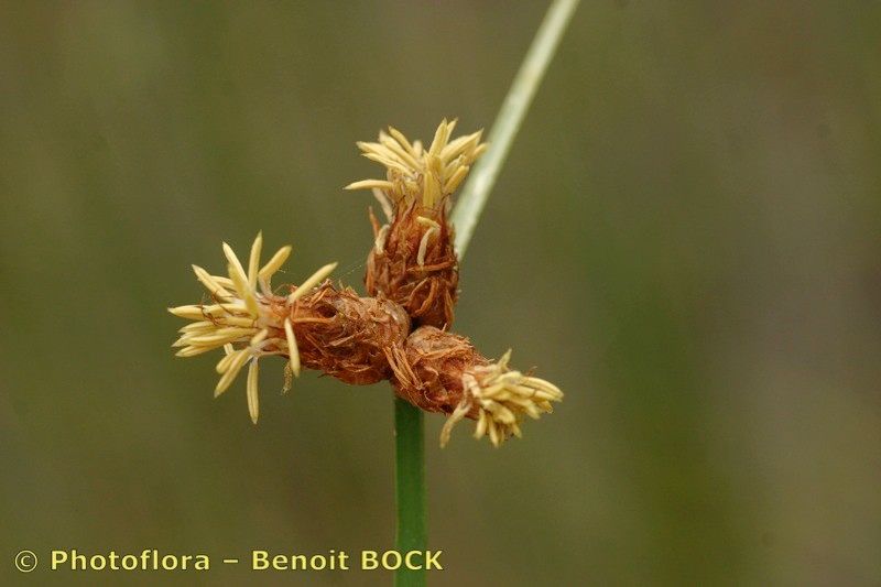 Taken Jul 15, 2006 by Photoflora - Benoit BOCK (©)