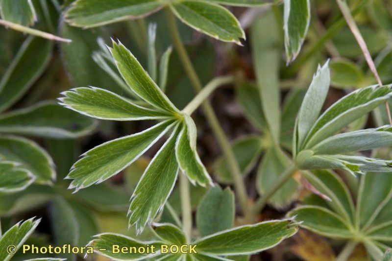 Taken Jul 15, 2012 by Photoflora - Benoit BOCK (©)