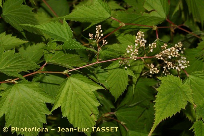 Taken Aug 15, 2006 by Photoflora - Jean-Luc TASSET (©)