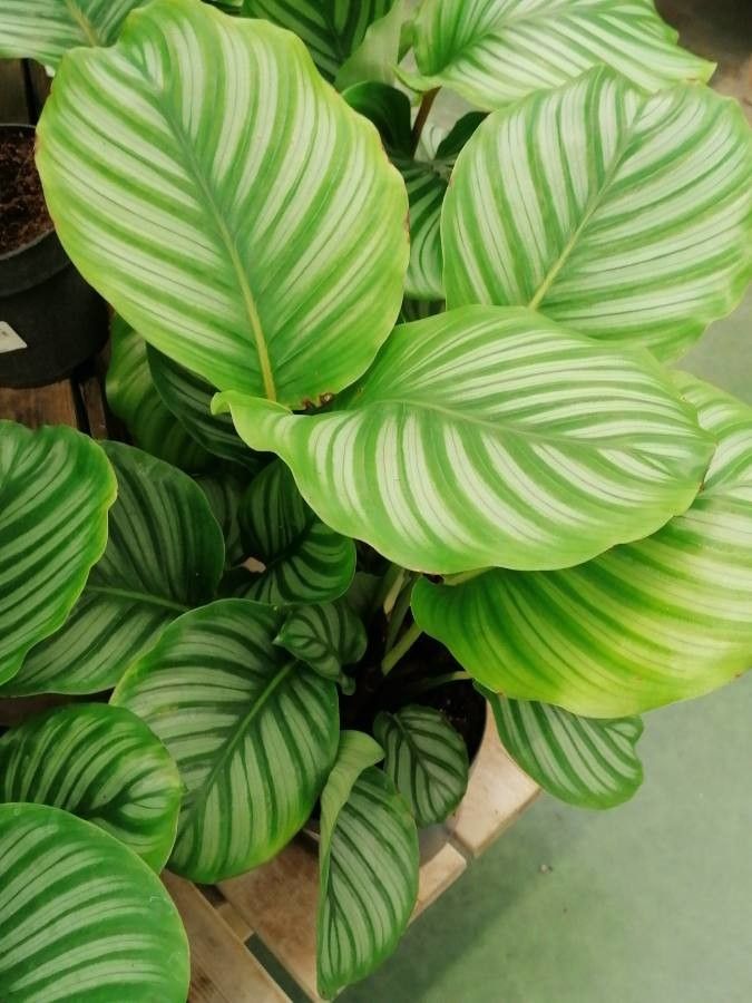 Calathea orbifolia (Linden) H.A.Kenn., Prayer Plant (World flora) - Pl ...