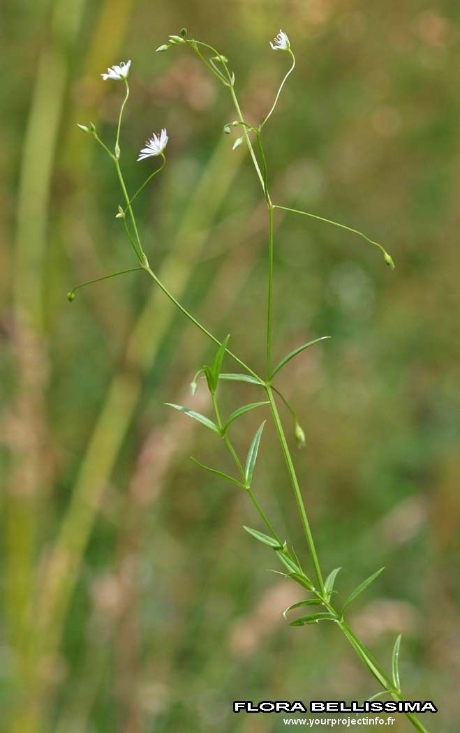 Taken Jan 1, 1800 by Tela Botanica − Thierry Pernot (cc-by-sa)