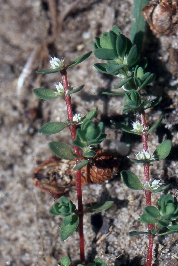 Taken May 22, 2007 by Tela Botanica − Liliane Roubaudi (cc-by-sa)