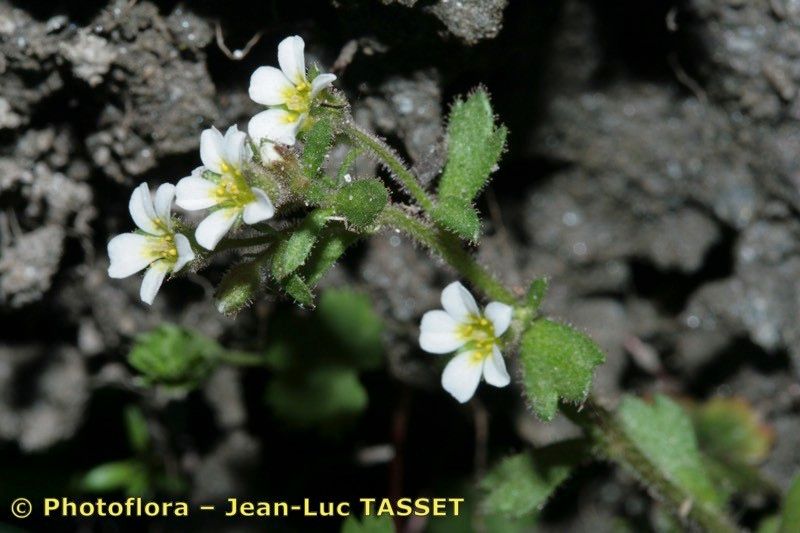 Taken Jul 15, 2009 by Photoflora - Jean-Luc TASSET (©)