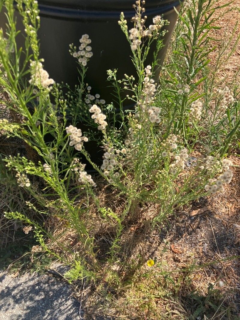 Mio mio (Baccharis coridifolia)