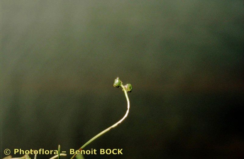 Taken Aug 15, 1996 by Photoflora - Benoit BOCK (©)