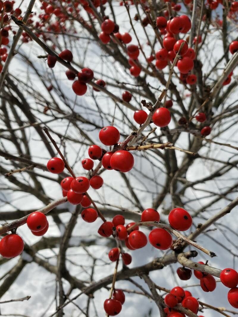 Ilex verticillata (L.) A. Gray, Winterberry (Useful plants) - Pl@ntNet ...