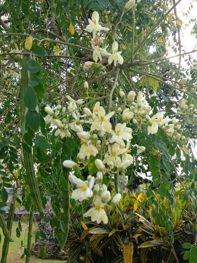 Moringa oleifera Lam., Moringa (Flora mundial) - Pl@ntNet identify