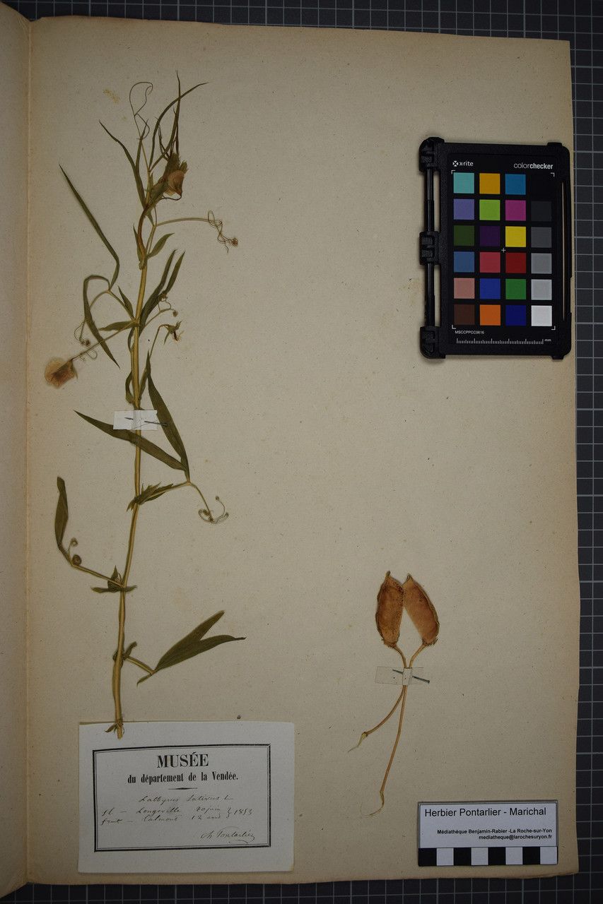 Taken Aug 11, 1853 by Tela Botanica − Herbier PONTARLIER-MARICHAL (cc-by-sa)