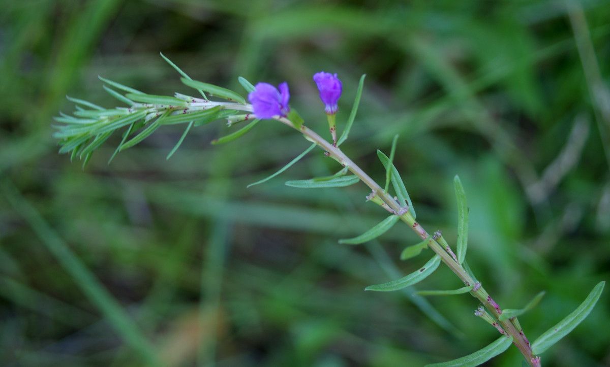 Taken Jun 5, 2015 by Tela Botanica − Liliane ROUBAUDI (cc-by-sa)