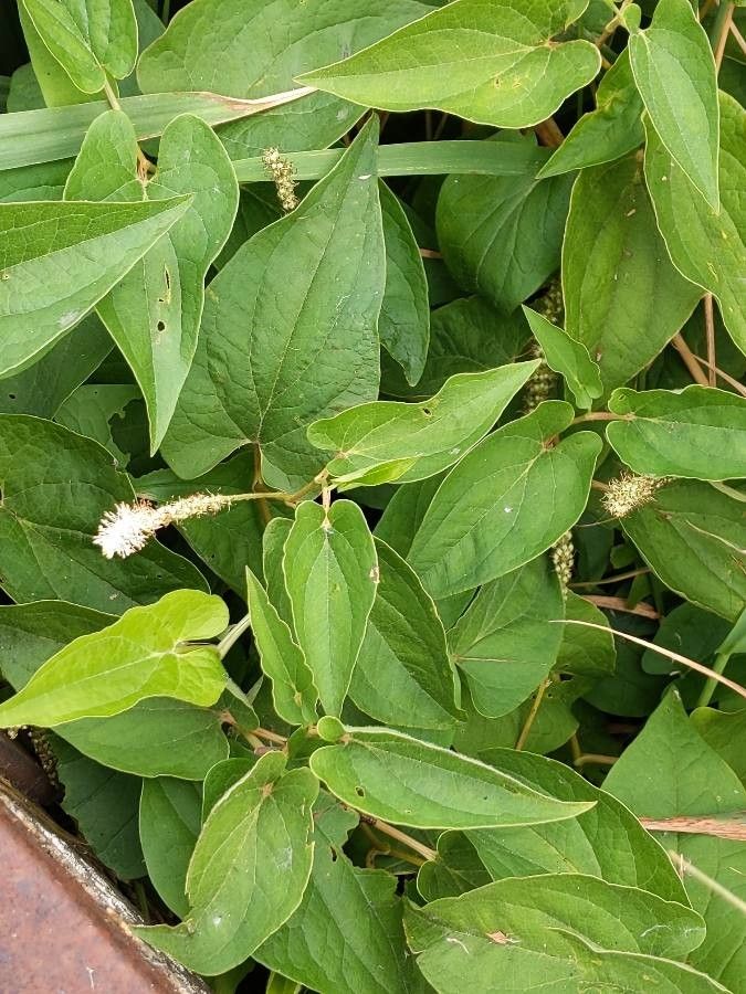 Plant Image 1