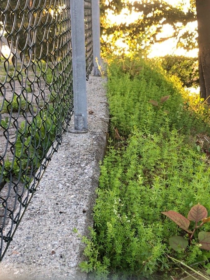 White bedstraw