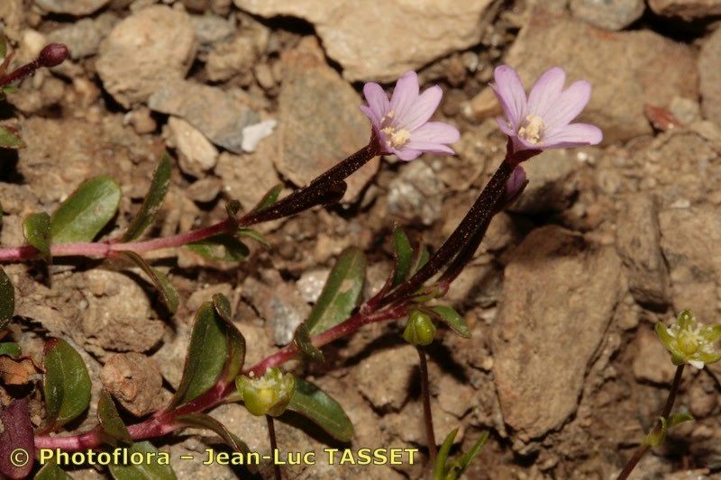 Taken Jul 15, 2008 by Photoflora - Jean-Luc TASSET (©)