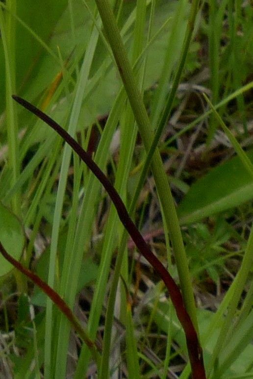 Taken Jul 4, 2018 by Tela Botanica − Jean-Claude Bouzat (cc-by-sa)