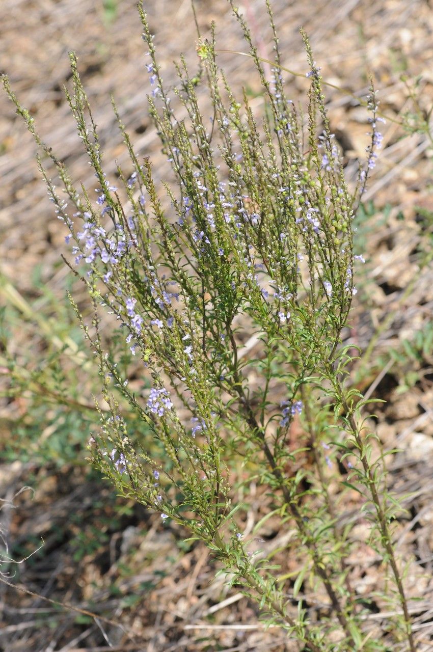 Taken Jul 18, 2014 by Tela Botanica − Françoise CARLE (cc-by-sa)