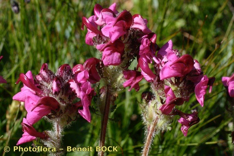 Taken Jul 15, 2005 by Photoflora - Benoit BOCK (©)