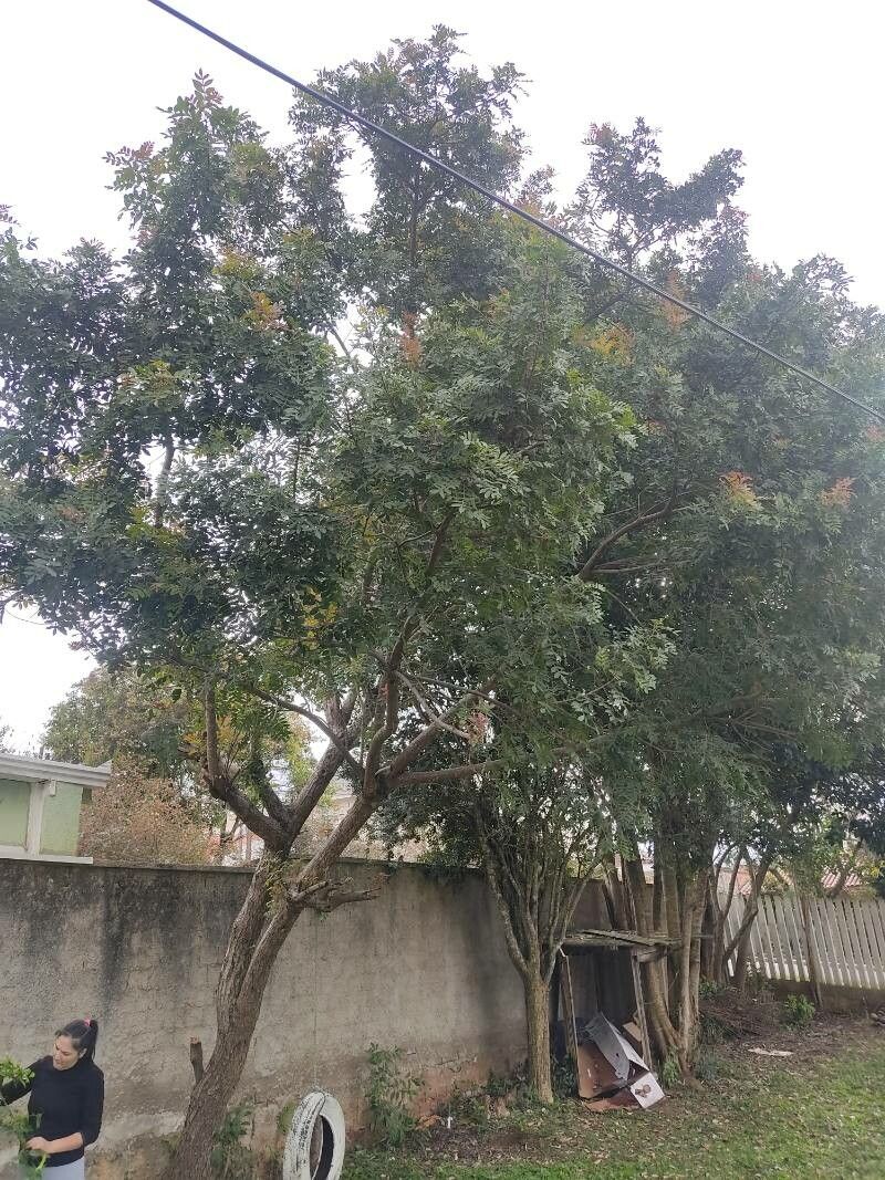 Brazilian Peppertree: Invasive Beauty or Threat?