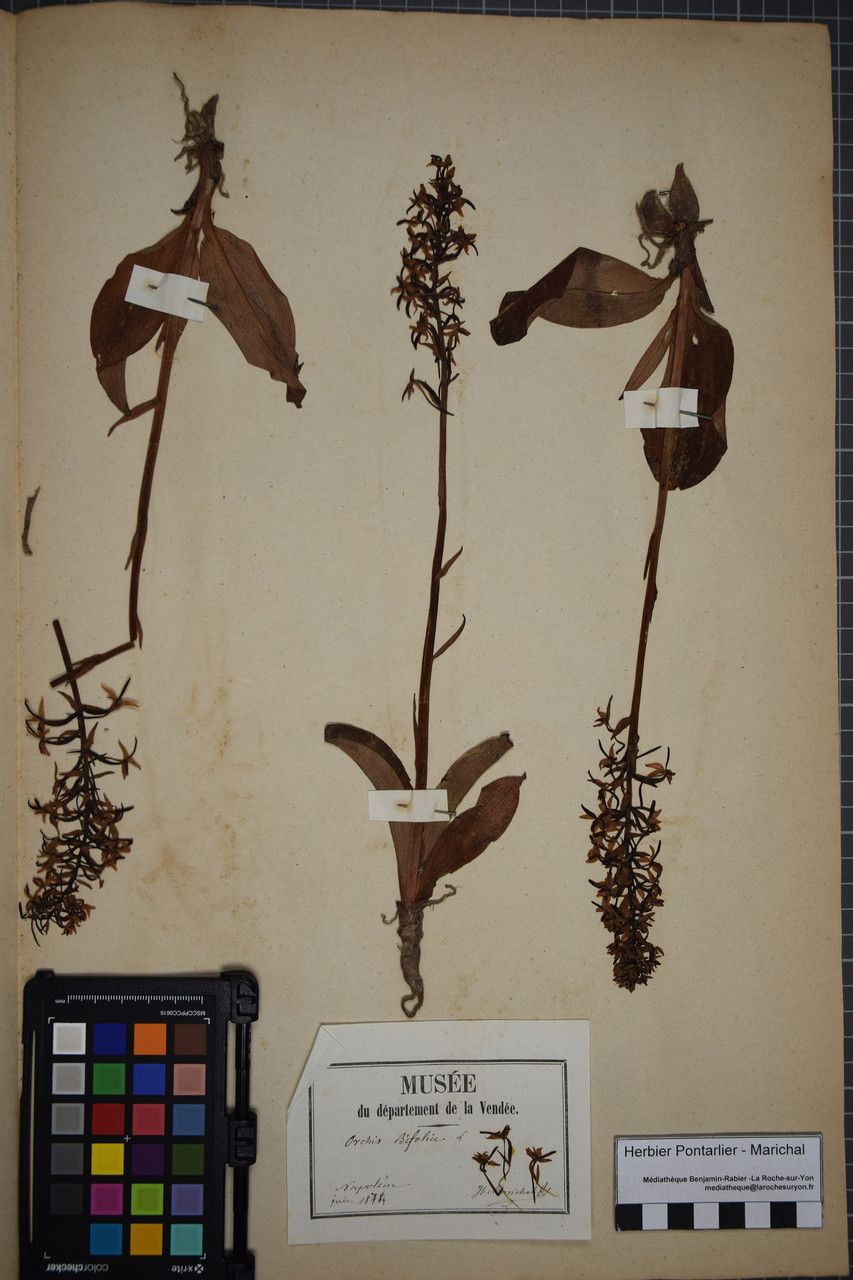 Taken May 31, 1874 by Tela Botanica − Herbier PONTARLIER-MARICHAL (cc-by-sa)