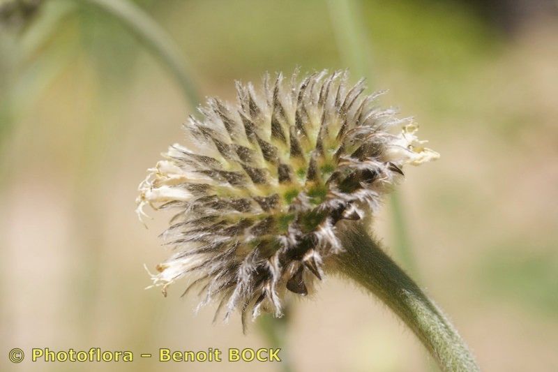 Taken Aug 15, 2009 by Photoflora - Benoit BOCK (©)