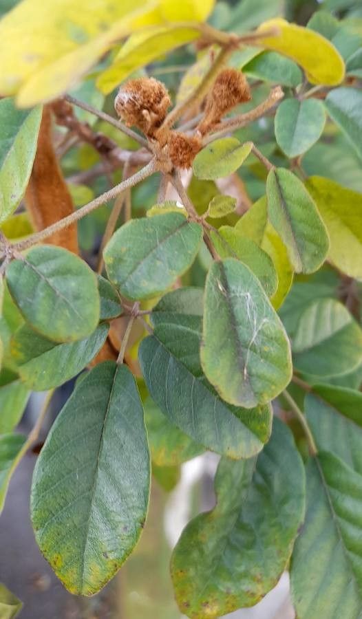 Handroanthus ochraceus (Cham.) Mattos, Ipê do cerrado (Flora mundial) -  Pl@ntNet identify