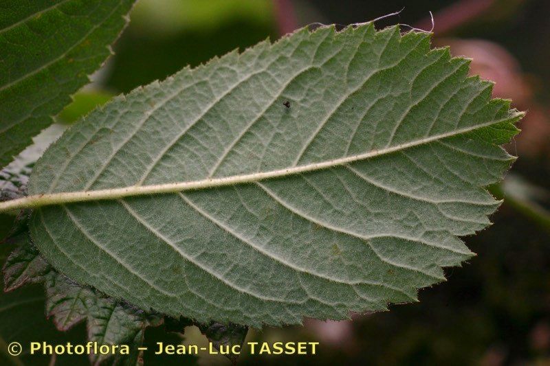 Taken Jul 15, 2005 by Photoflora - Jean-Luc TASSET (©)