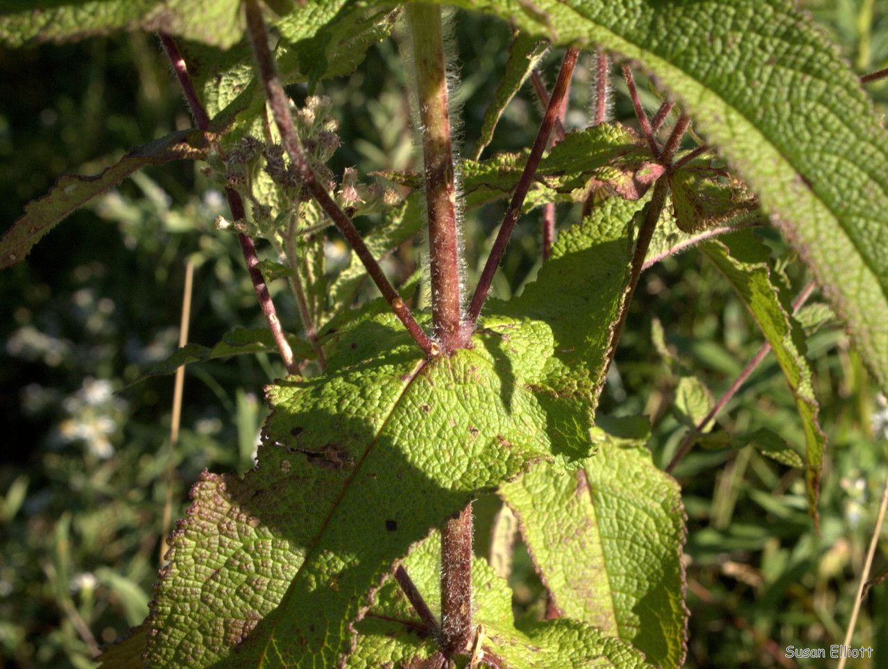 Plant Image 1