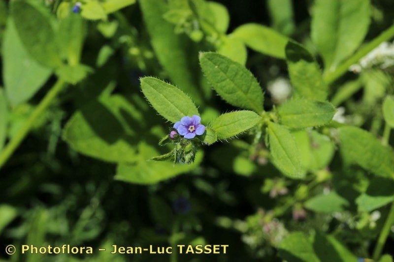 Taken Jul 15, 2016 by Photoflora - Jean-Luc TASSET (©)