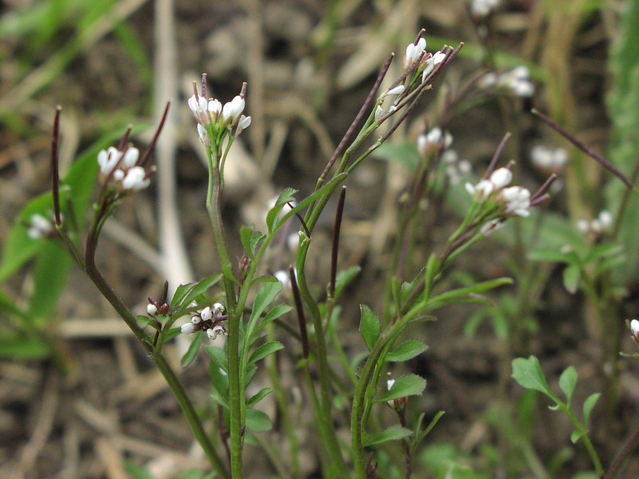 Taken Jun 14, 2006 by Tela Botanica − Jean- Marie MARTIG (cc-by-sa)