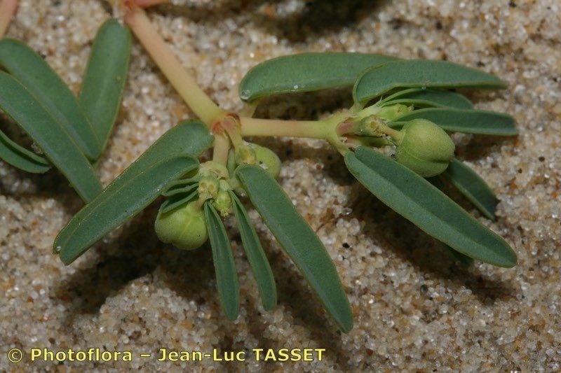 Taken Aug 15, 2009 by Photoflora - Jean-Luc TASSET (©)