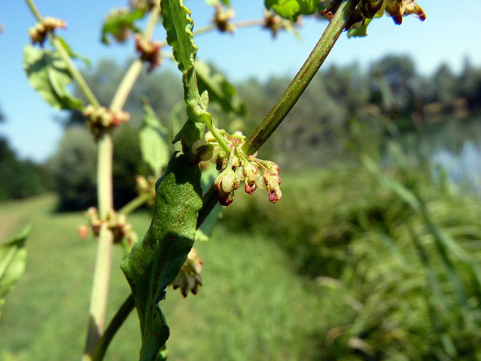 Taken Jul 21, 2013 by Tela Botanica − Emmanuel STRATMAINS (cc-by-sa)