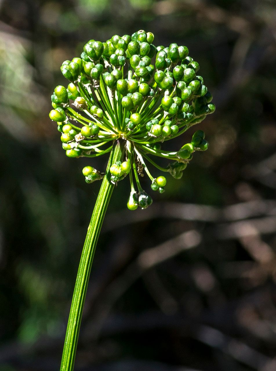 Taken Aug 17, 2014 by Tela Botanica − Jean-Jacques HOUDRÉ (cc-by-sa)