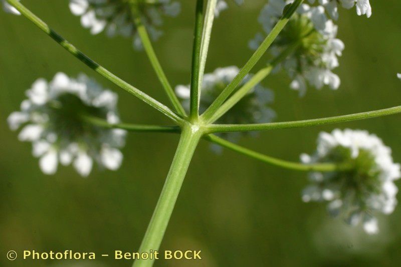 Taken May 15, 2006 by Photoflora - Benoit BOCK (©)