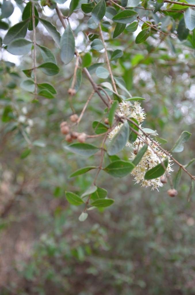 Taken May 6, 2014 by Tela Botanica − Sénégal ENGOUEMENT (cc-by-sa)