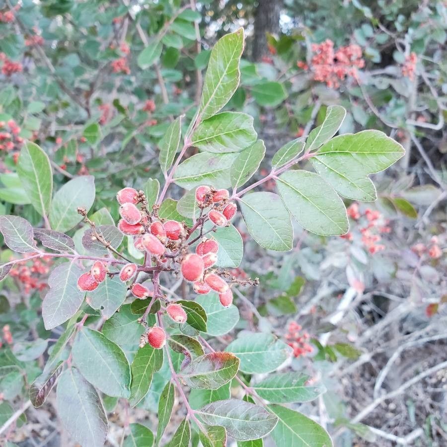 How To Grow Rhus virens | EarthOne