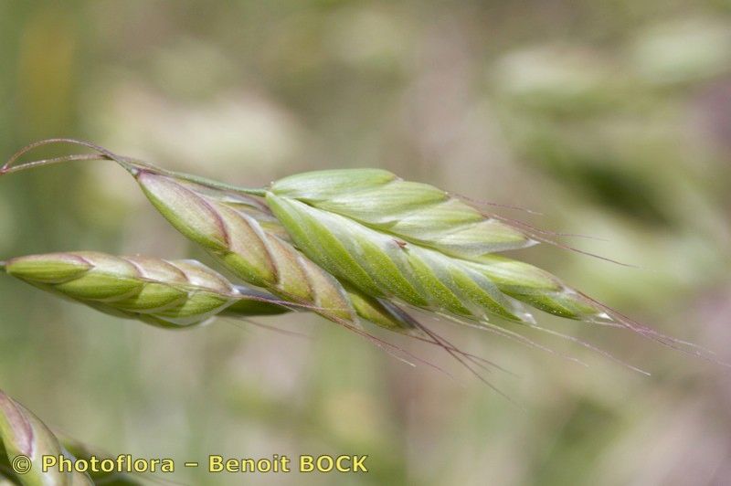 Taken May 15, 2010 by Photoflora - Benoit BOCK (©)