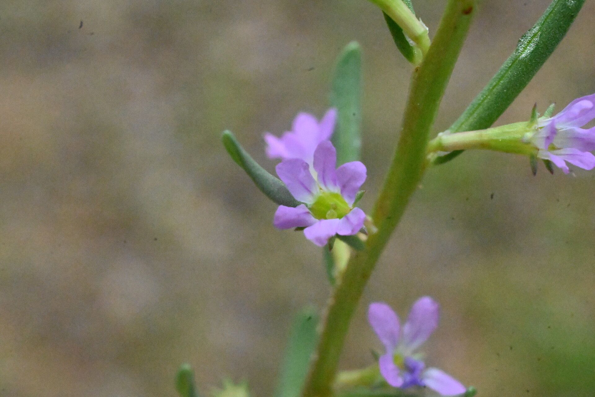 Beobachtung Lythrum hyssopifolia L. (farigola1950 21. Mai 2023