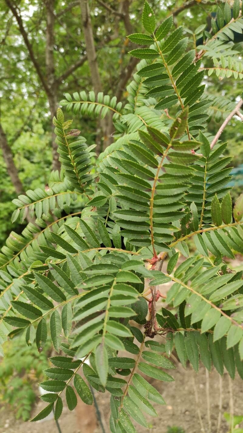 Sorbus rosea McAll. (World flora) - Pl@ntNet identify