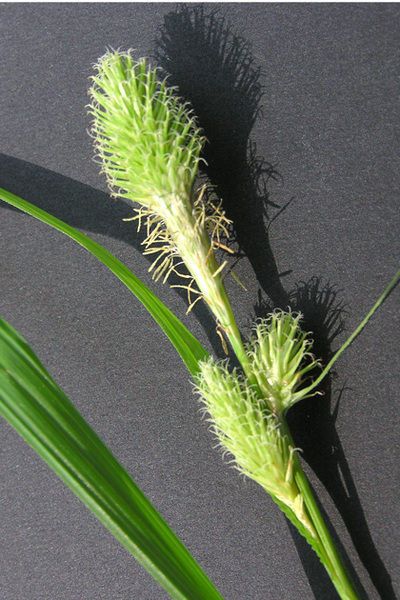 Plant Image 3