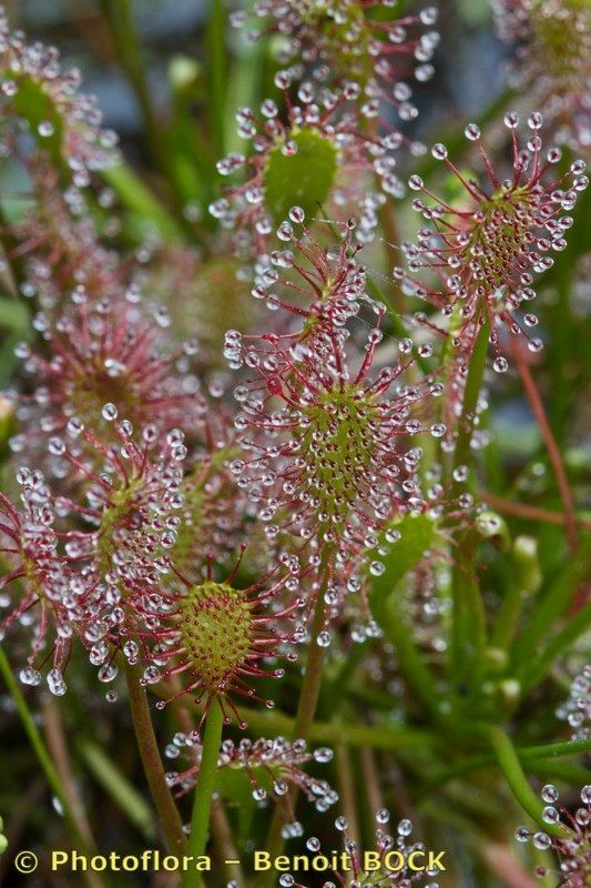 Taken Aug 15, 2013 by Photoflora - Benoit BOCK (©)