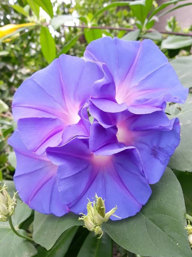 Observación: Ipomoea purpurea (L.) Roth (Santos Ana Elene 16 de dic. de  2020) Flora mundial - Pl@ntNet identify