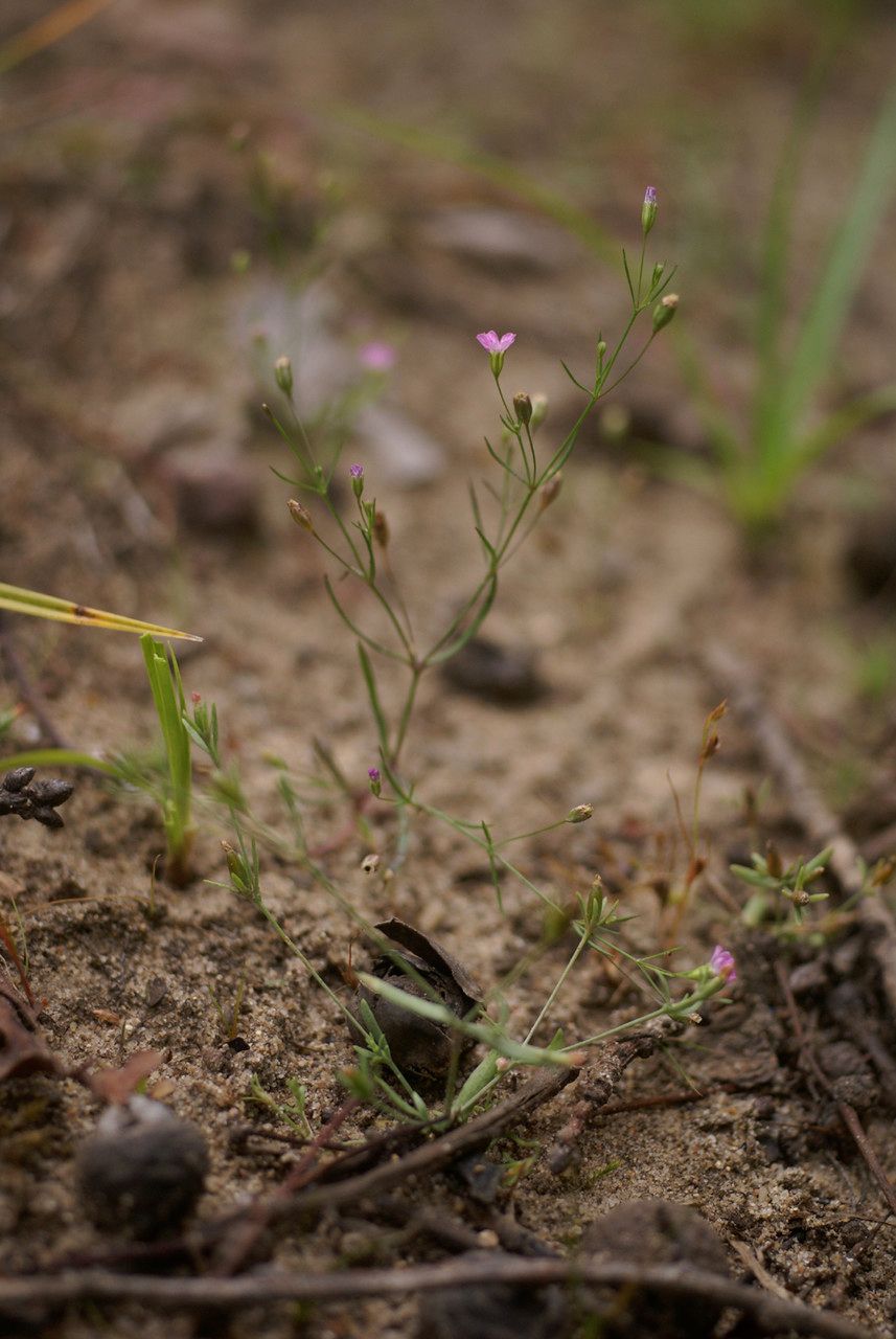 Taken Sep 4, 2011 by Tela Botanica − Liliane Roubaudi (cc-by-sa)