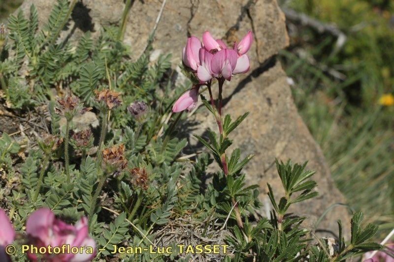 Taken Jul 15, 2012 by Photoflora - Jean-Luc TASSET (©)