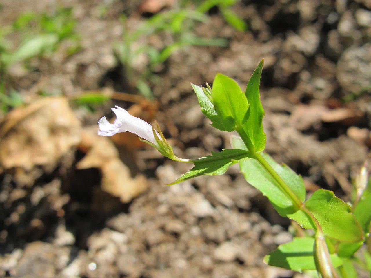 Taken Aug 14, 2013 by Tela Botanica − Hugues TINGUY (cc-by-sa)