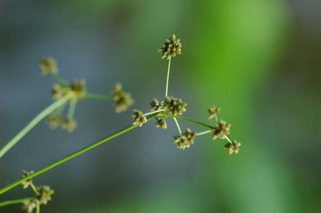 Plant Image 1