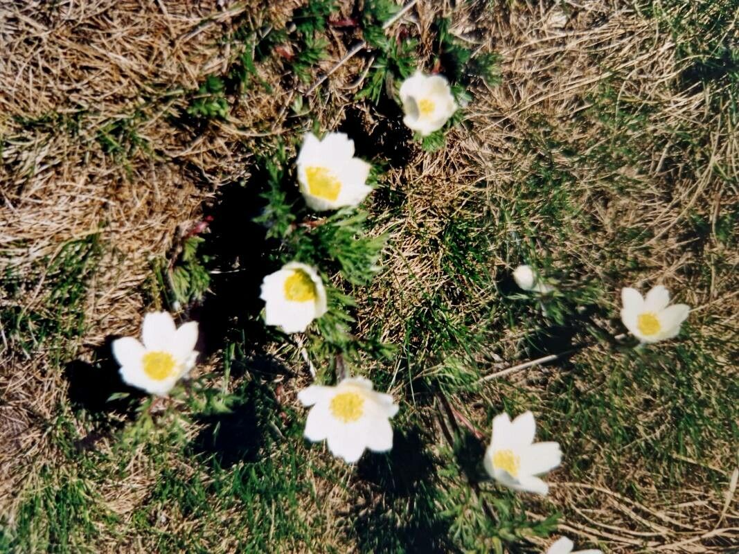 Observation Pulsatilla Alpina L Delarbre Anna 485 Mar 9 2024 World Flora Pl NtNet Identify