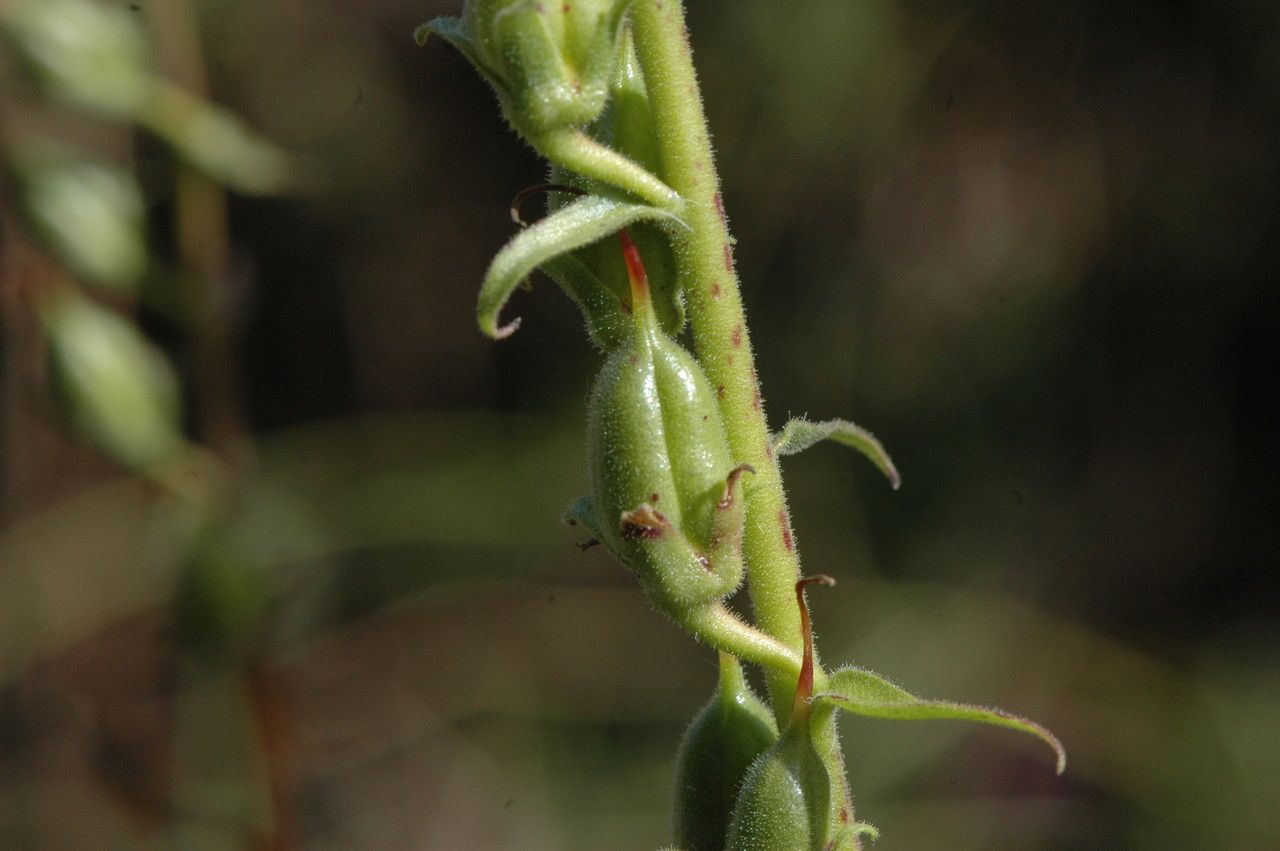 Taken Sep 17, 2013 by Tela Botanica − Jean-Pascal MILCENT (cc-by-sa)